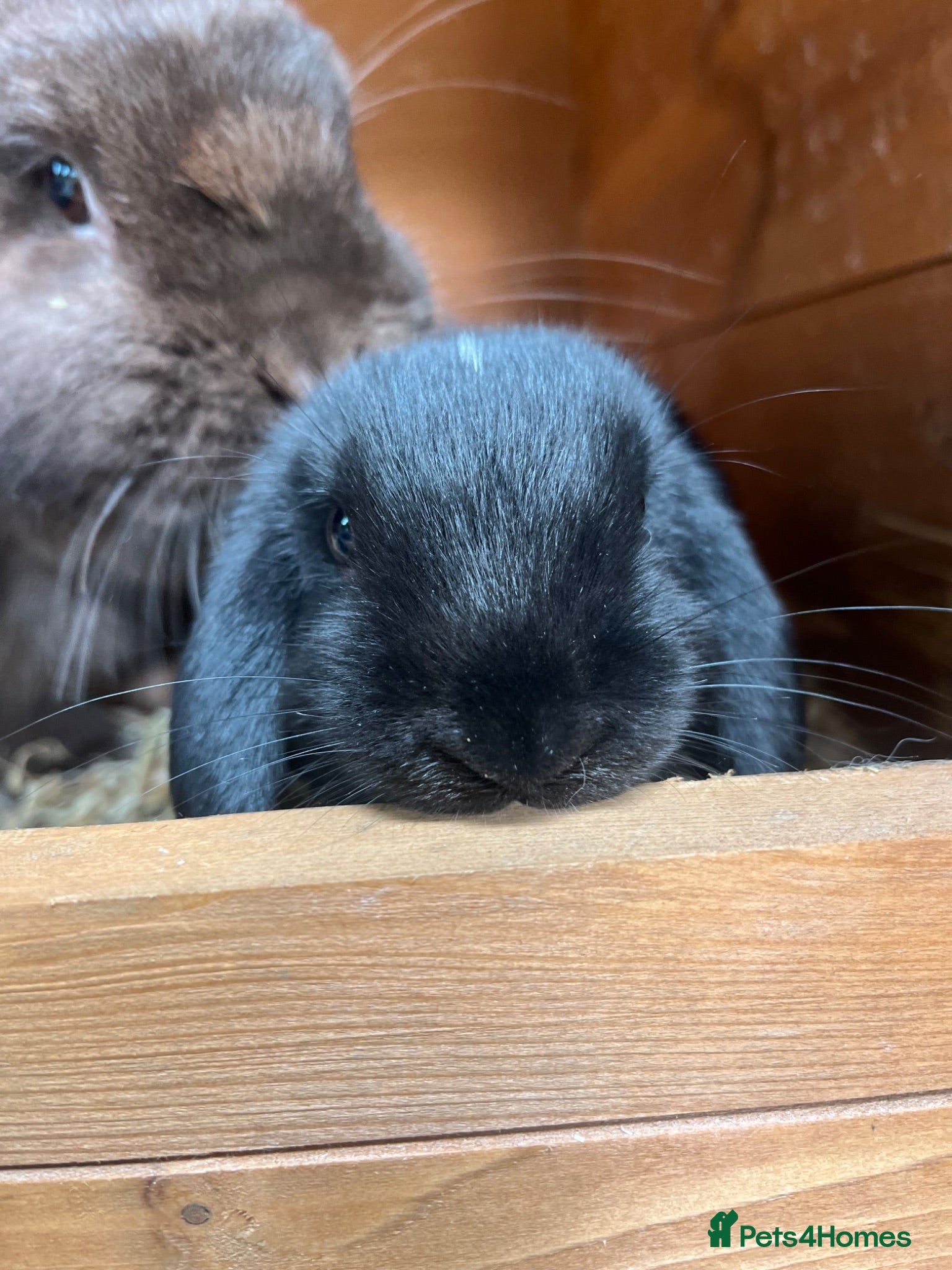 Mini Lop rabbits Beautiful Mini Lop kits  - Advert 6