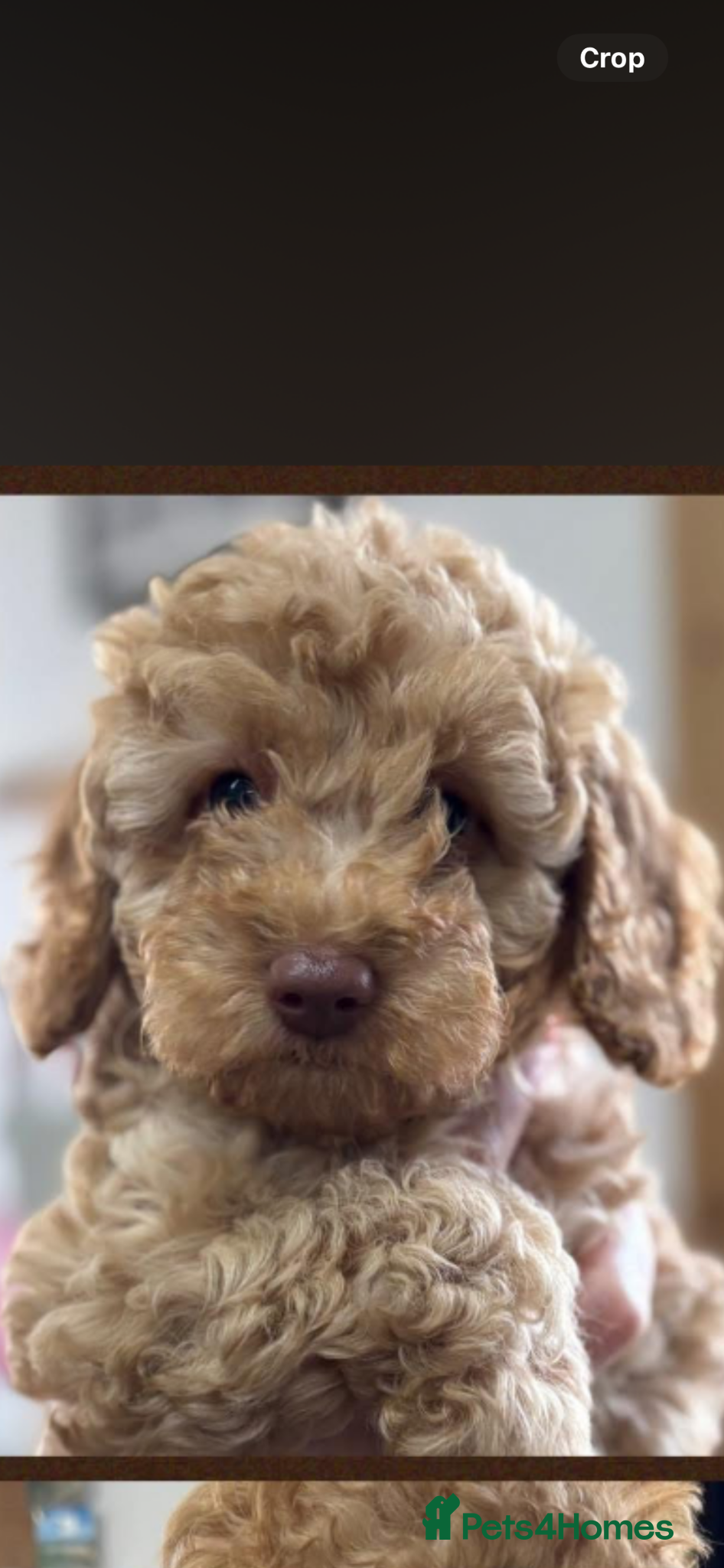 Cavapoo dogs Cavapoo puppy ready now reduced - Advert 15