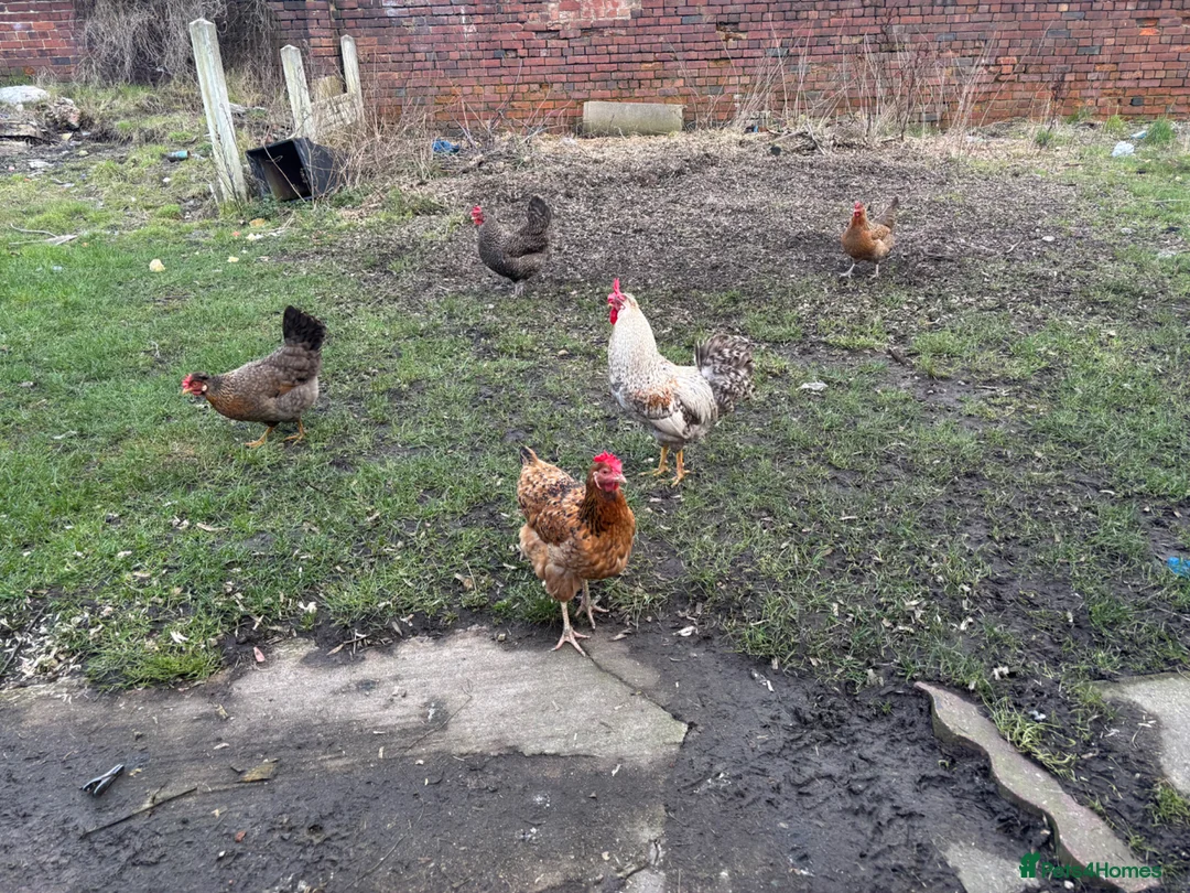 Chickens poultry for sale: Pure breed cream legbar and others available  - Advert 3