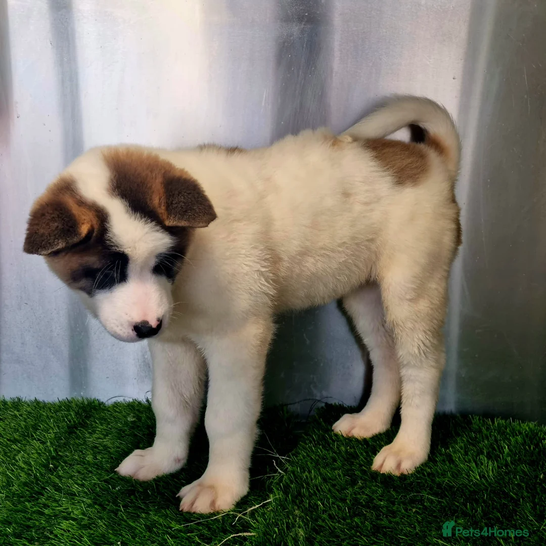 Akita dogs for sale: Akita pups - Advert 2