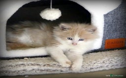 Ragdoll cats for sale: Ragdoll x British Shorthair/Maine Coon - Image 2