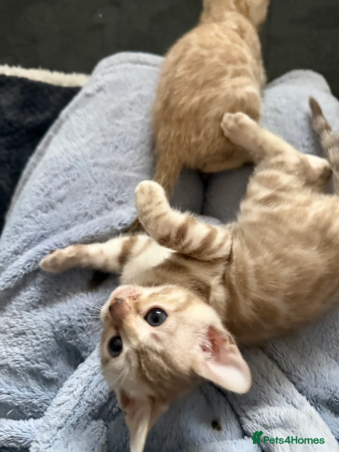 Bengal cats for sale: Pure Snow Bengal Kittens, Ready Today!  - Advert 14