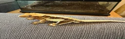 Gecko reptiles for sale: Lilly White Crested Gecko with full set up - Advert 3