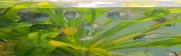 Cichlids fish for sale: Electric blue acaras!! in London - Advert 2