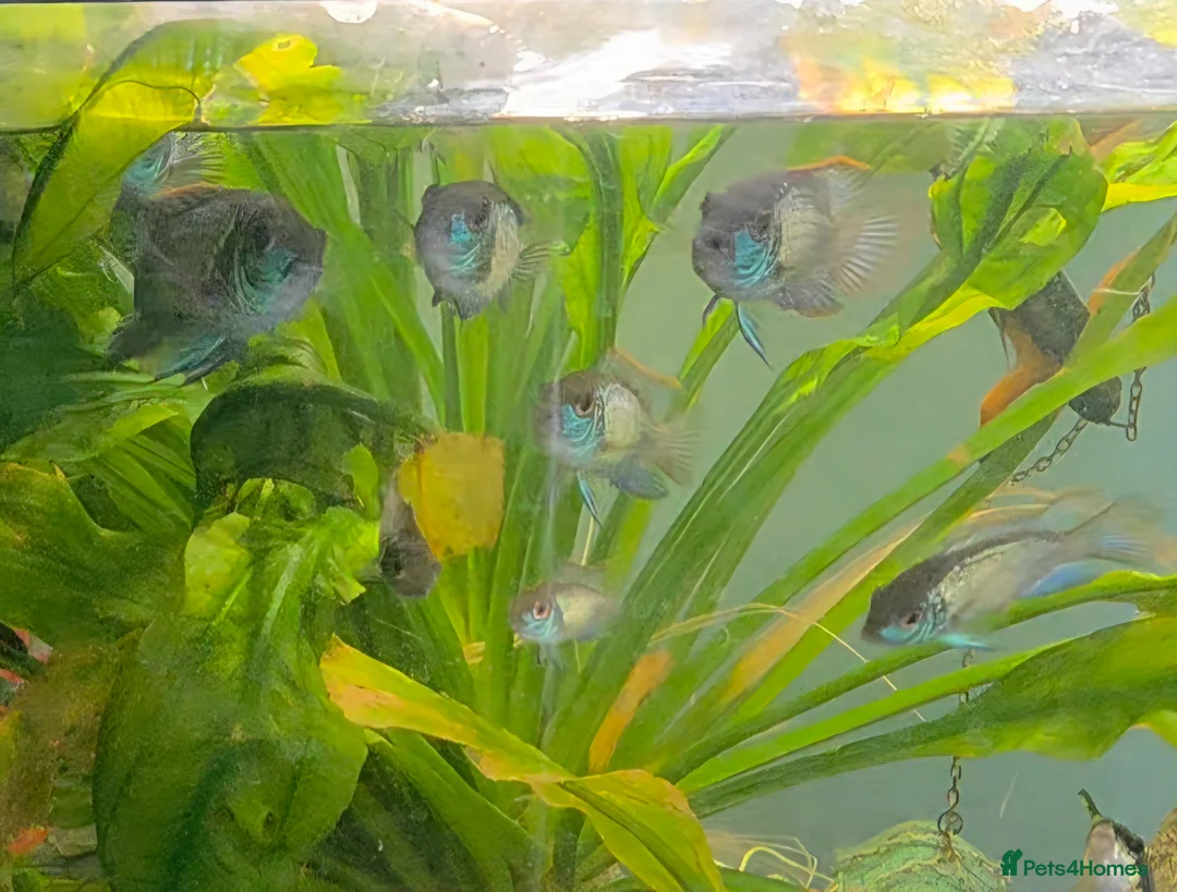 Cichlids fish for sale: Electric blue acaras!! in London - Advert 2