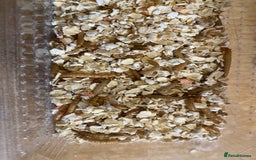 Beetles invertebrates for sale: Nutritious Mealworms for your pets!  - Image 2
