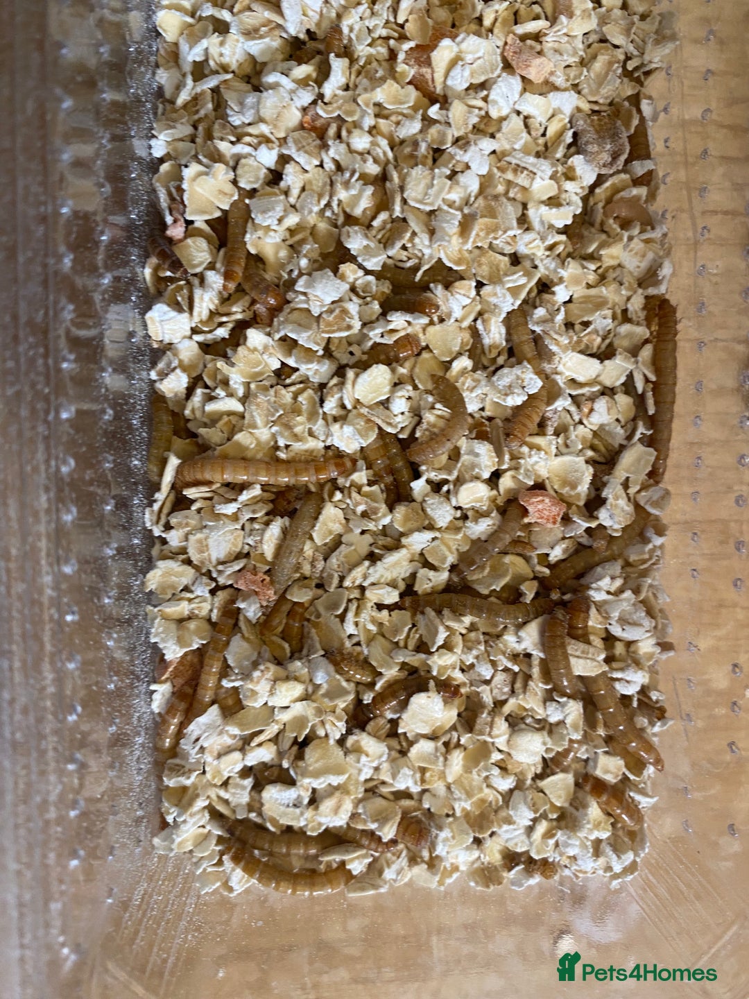 Beetles invertebrates for sale: Nutritious Mealworms for your pets!  - Image 2