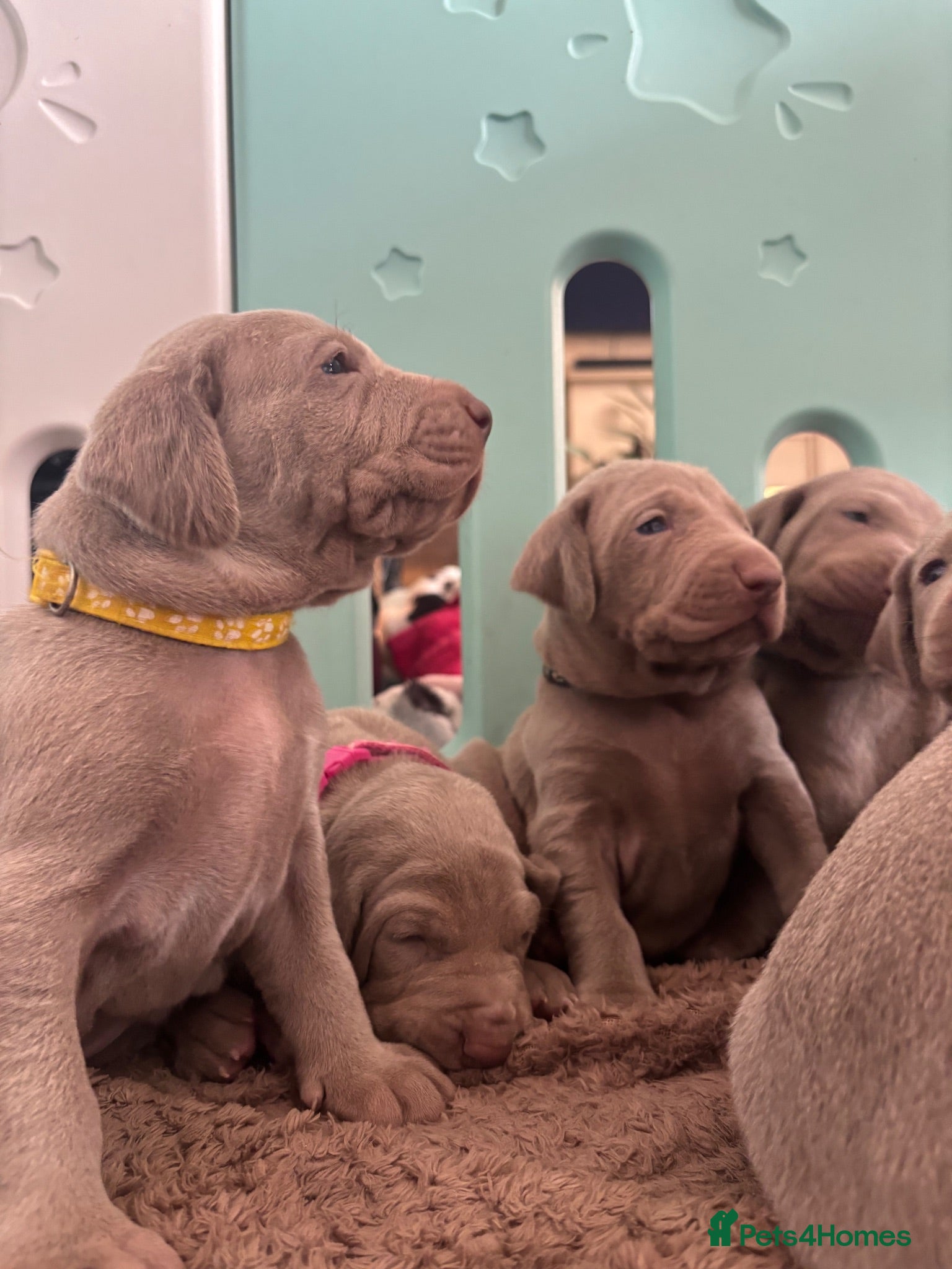Weimaraner dogs 🩶Beautiful Silver KC Registered Weimaraner’s - Advert 14