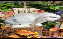 Mini Lop rabbits for sale: 🌟PURE BRED PEDIGREE MINI LOPS🌟 - Image 4