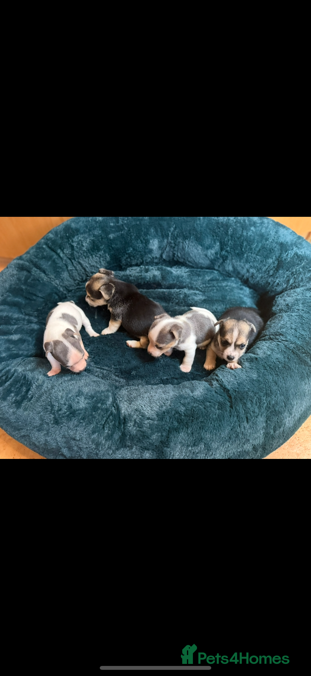 Jack Russell dogs for sale: Miniature jack Russell’s  - Advert 10