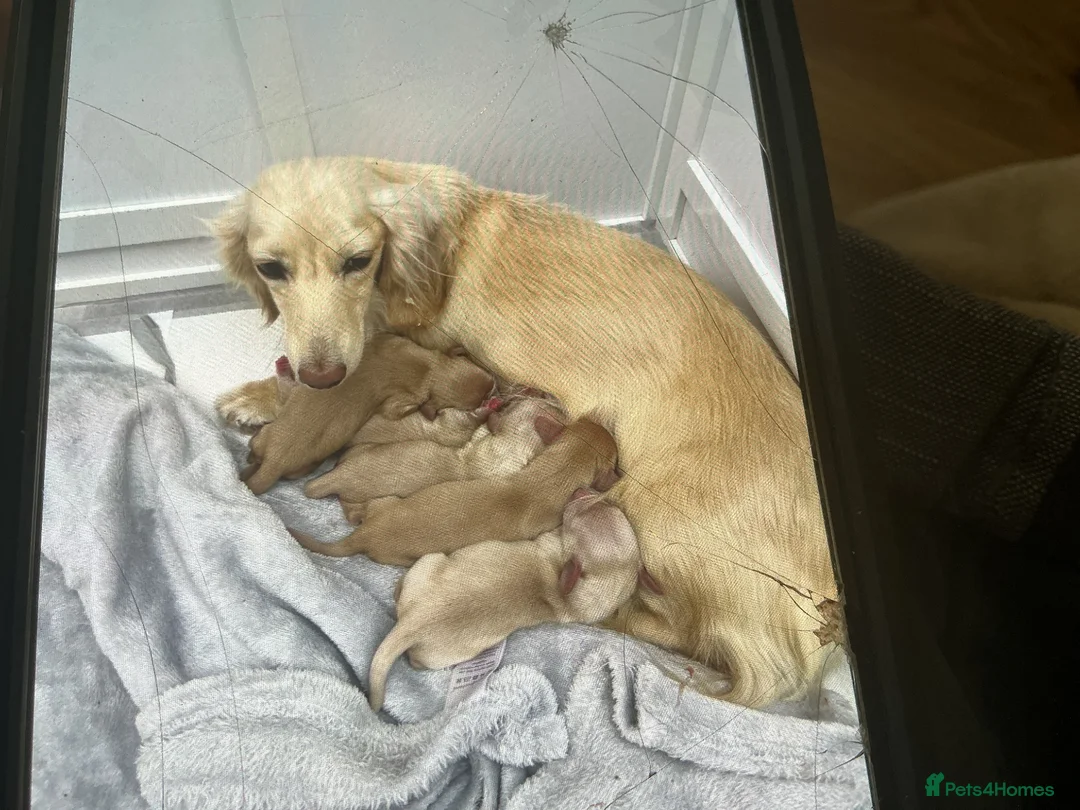 Dachshund dogs for sale: Pale cream puppy’s miniture long haired - Advert 2
