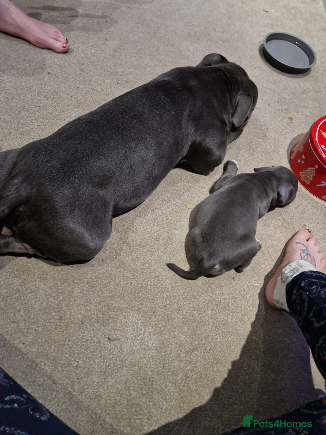 Mixed Breed dogs for sale:  Adorable staffie x frencie pups,Ready Oct31st  - Image 11