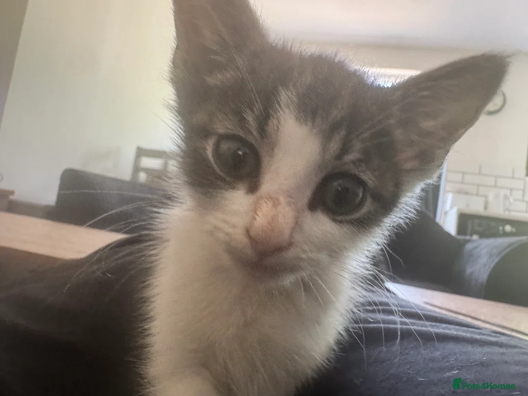 Aegean cats for sale: 4 male greek aegan kittens & 1 girl - Advert 15