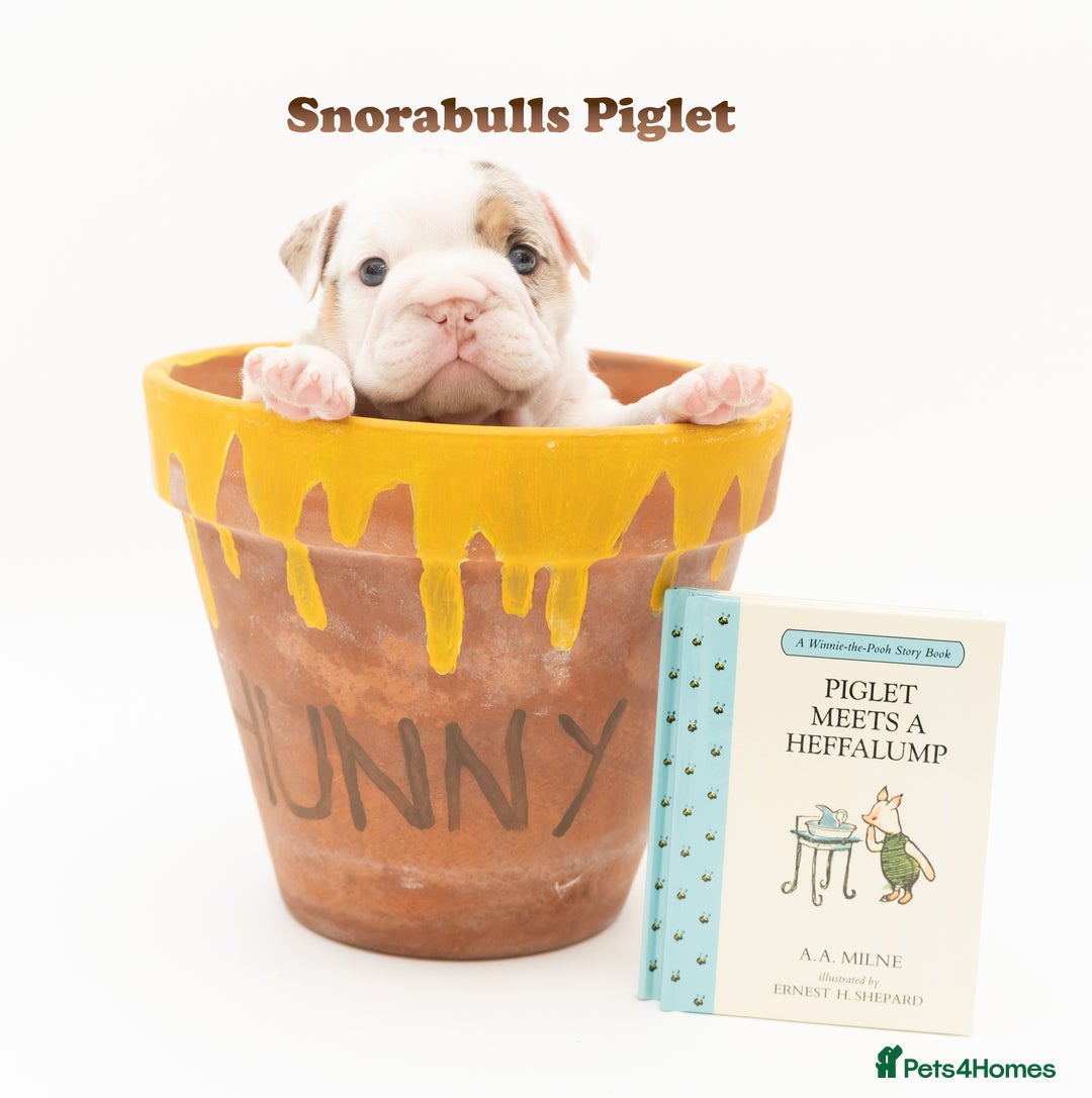 English Bulldog dogs for sale: Re advertised - I am no longer reserved - Image 13