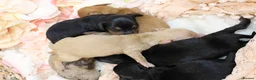 Miniature Dachshund dogs for sale: KC Miniature Dachshund Longhair Puppies - Advert 2