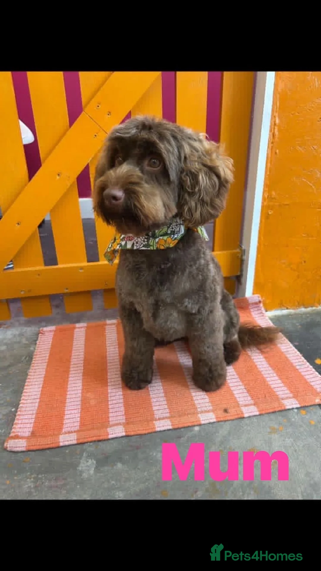 Cockapoo dogs for sale: Cockapoo - Advert 2