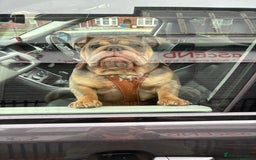 Mixed Breed dogs for sale: English bulldog  - Image 5