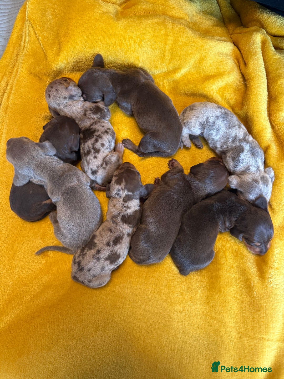 Miniature Dachshund dogs for sale: ❤️🐶 Miniature dachshund puppies 🐶❤️ - Image 2