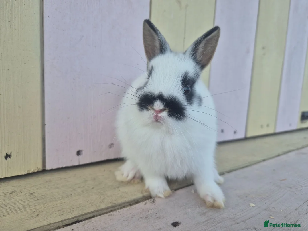 Netherland Dwarf rabbits for sale: 💜 PRETTIEST COLOURED NETHERLAND DWARF BABIES 💜 - Advert 2