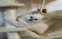 Ragdoll cats for sale: 2 rag doll boys - Image 8