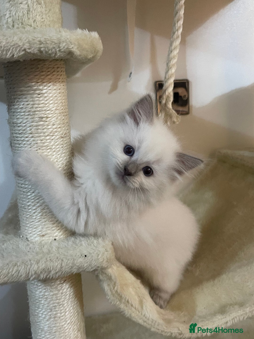 Ragdoll cats for sale: 2 rag doll boys - Image 8