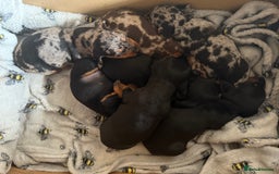 Dachshund dogs for sale: Beautiful standard dachshund puppies ❤️ - Image 27