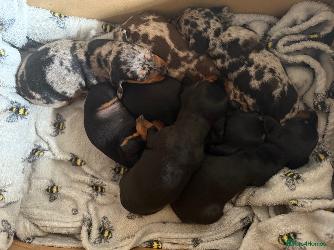 Dachshund dogs for sale: Beautiful standard dachshund puppies ❤️ - Image 27