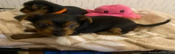 Yorkshire Terrier dogs for sale: 3 female Yorkies.Dad KC registered,Mum pedigree - Advert 14
