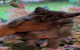Persian cats for sale: Open faced Persian girl  - Image 5