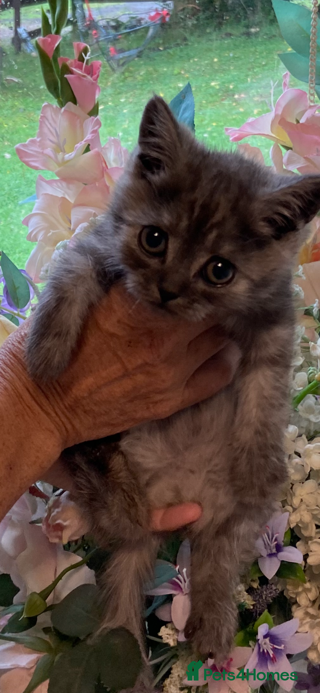 Persian cats for sale: Open faced Persian girl  - Image 5