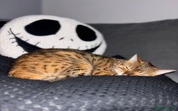 Bengal cats for sale: Callie - Image 2