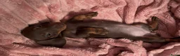 Miniature Dachshund dogs for sale: Beautiful miniature dachshund puppies  - Advert 27