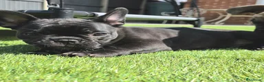Daisy-Classic Brindle