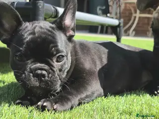 French Bulldog dogs 💛Bright, Affectionate Brindle Girl 💛Ready Now‼️ - Advert 13