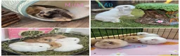 Mini Lop rabbits for sale: Beautiful mini lop babies available on may 28th - Advert 5