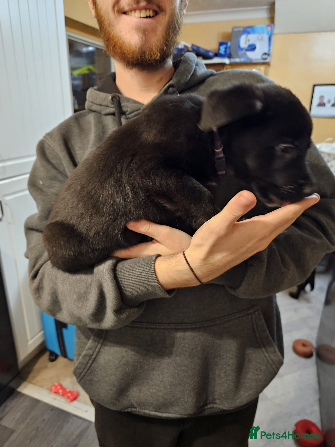 Mixed Breed dogs for sale: German Shepherd x lab pups for sale - Advert 12