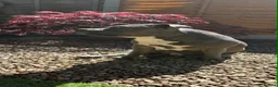 American Bully dogs for sale: Two Stunning American Bully Standard Puppies - Advert 27
