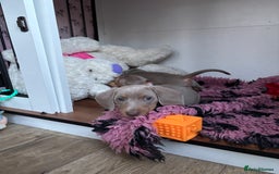 Miniature Dachshund dogs for sale: Isabella & tan miniature smoothcoat daschunds - Image 6