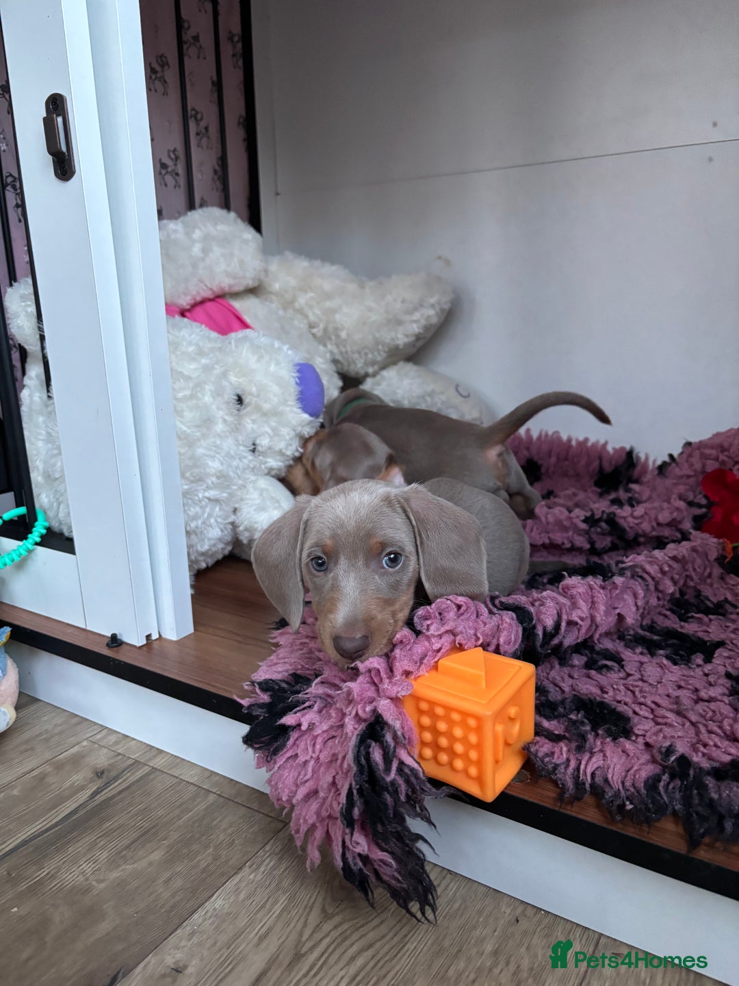Miniature Dachshund dogs for sale: Isabella & tan miniature smoothcoat daschunds - Image 6
