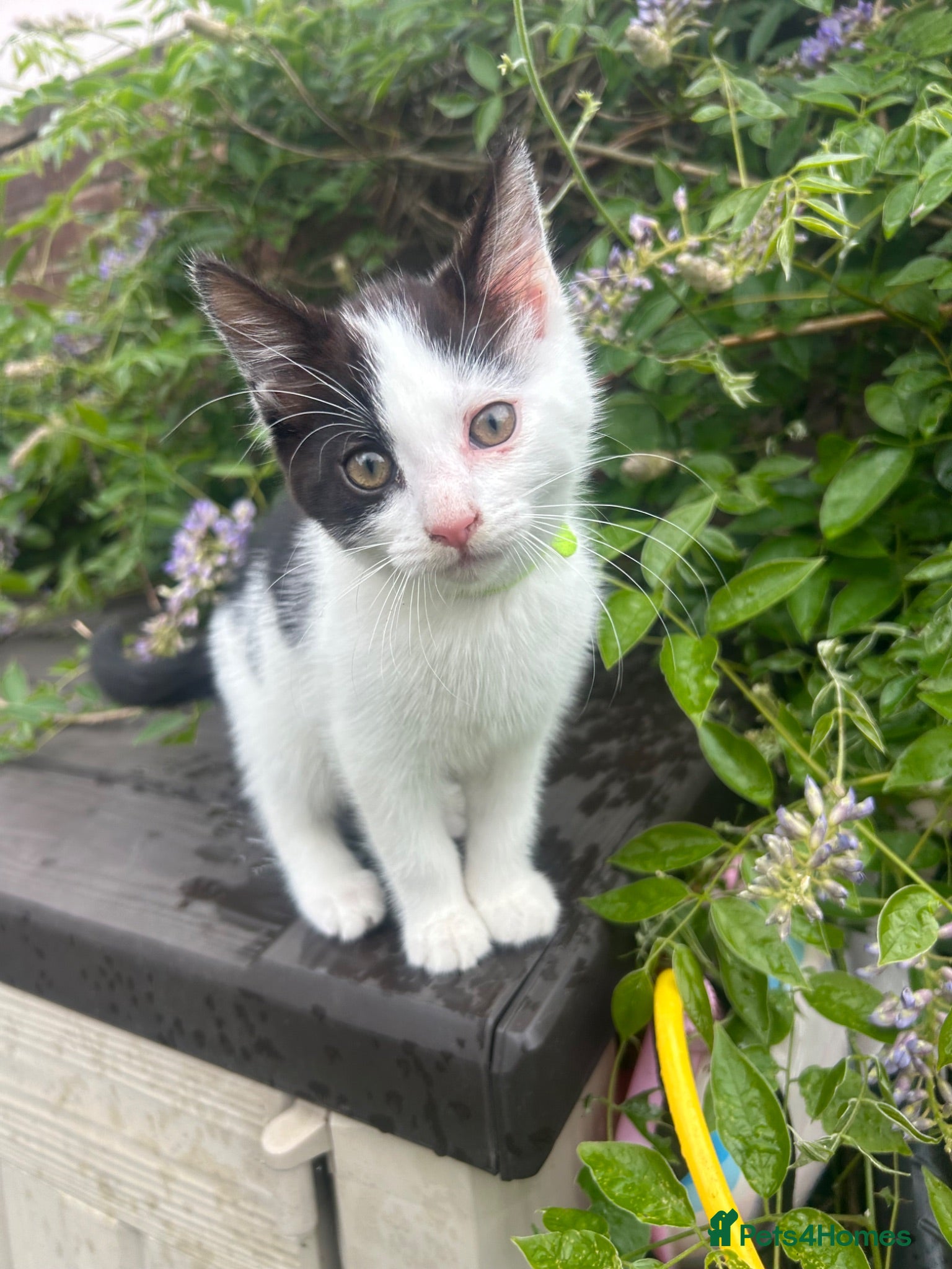 Mixed Breed cats Friendly playful kittens 💖 Girl and Boy 💙 - Advert 16