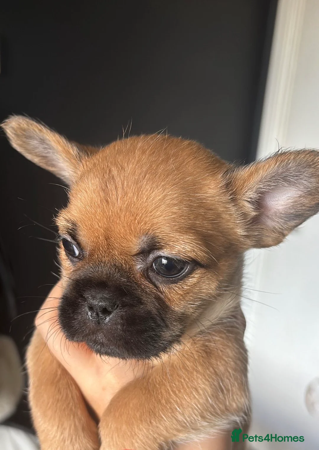 Mixed Breed dogs for sale: French bulldog x Shih Tzu puppies  in Nottingham - Advert 2