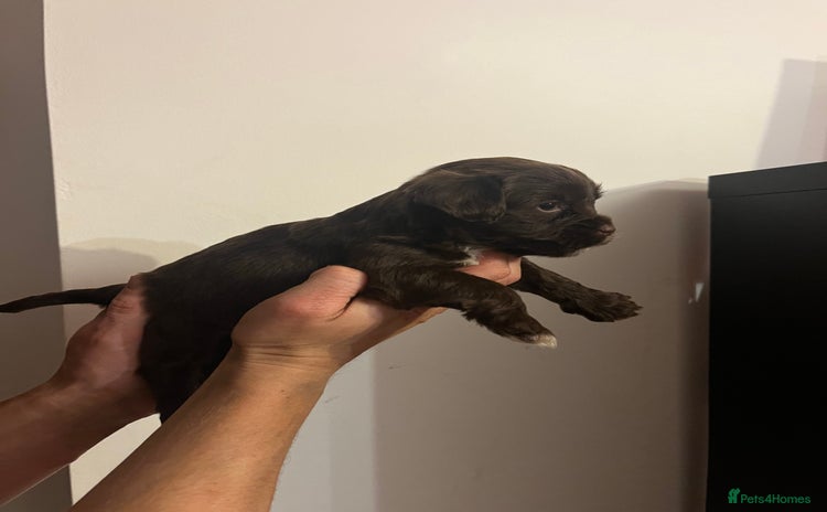 Jack Russell dogs - Advert 2