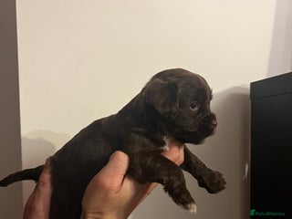 Jack Russell dogs - Advert 33