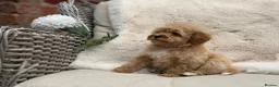 Mixed Breed dogs for sale: Exquisite litter of CAVAPOOCHONS ready now  - Advert 8