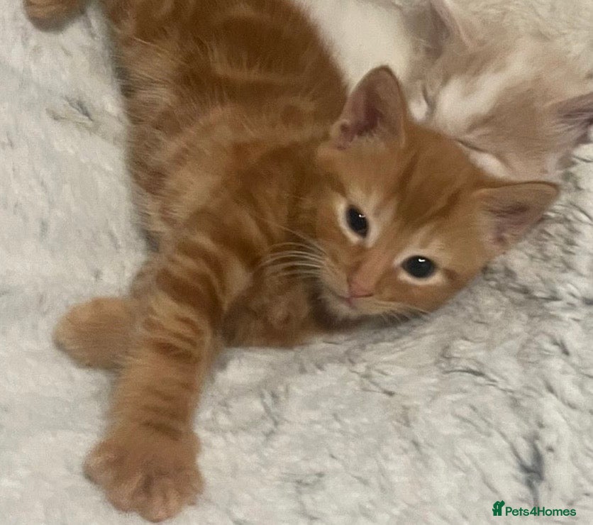 Mixed Breed cats 🐾 Gorgeous Kittens for Sale 🐾 - Advert 12