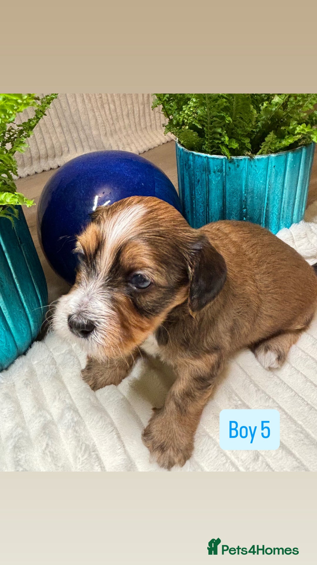 Havanese dogs for sale: 9 Beautiful Havanese Pedigree Puppies  - Advert 17