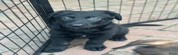 German Shepherd dogs for sale: Dutch shepherd x German shepherd puppies for sale - Advert 12