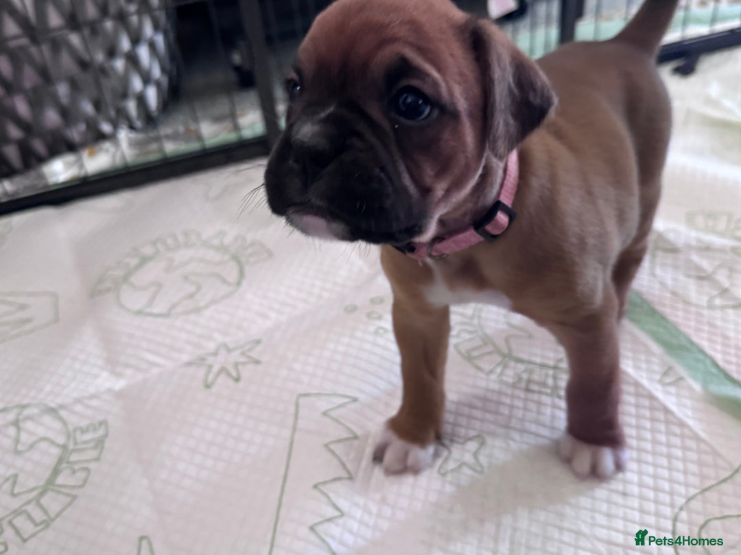Boxer dogs for sale: 10 Boxer X Puppies - Ready 13th October - Image 6