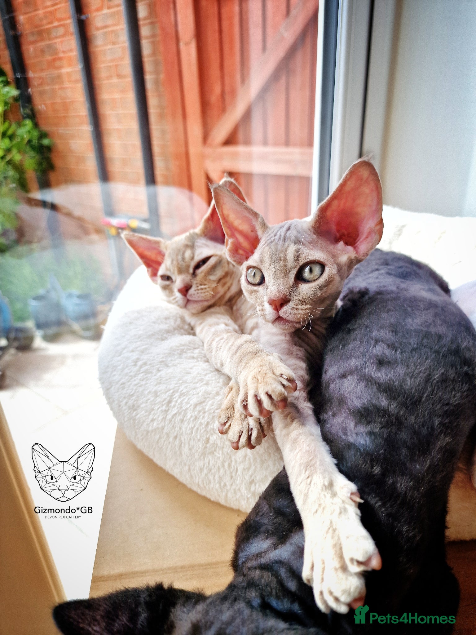 Devon Rex cats 🐾 Unusually Coloured Devon Rex Kittens 🐾 - Advert 1