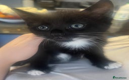 Turkish Angora cats for sale: Kittens (Turkish Angora (m) + Tabby (f)) - Image 2